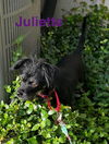 Juliet
