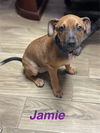 Jamie