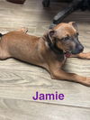 Jamie