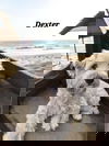 Dexter