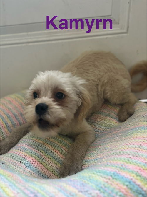 Kamryn
