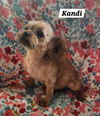 Kandi