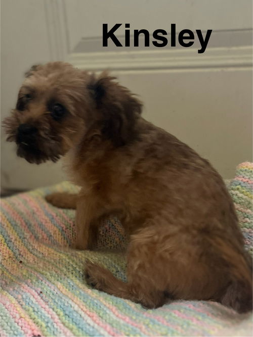 Kinsley