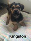 Kingston