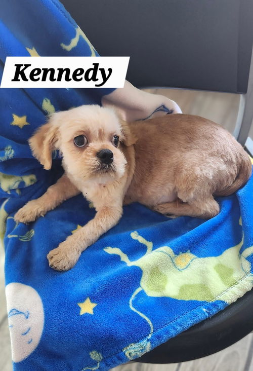 Kennedy