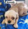 Kennedy