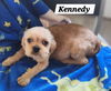 Kennedy