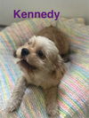 Kennedy
