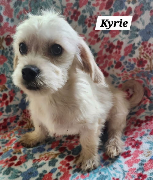 Kyrie