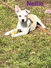 Nelli