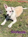 Nicholas