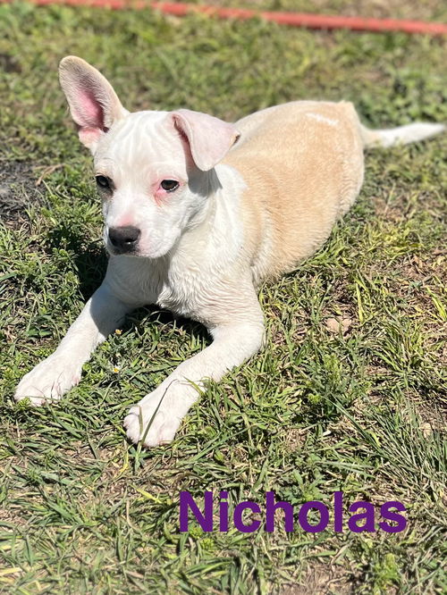 Nicholas