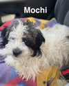 Mochi