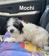 Mochi