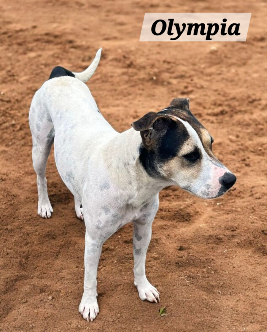Olympia