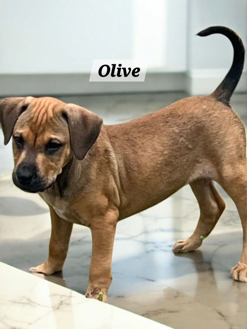 Olive