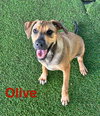 Olive