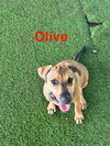 Olive