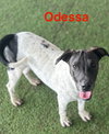 Odessa