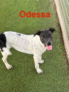 Odessa