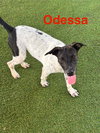 Odessa