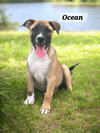 Ocean