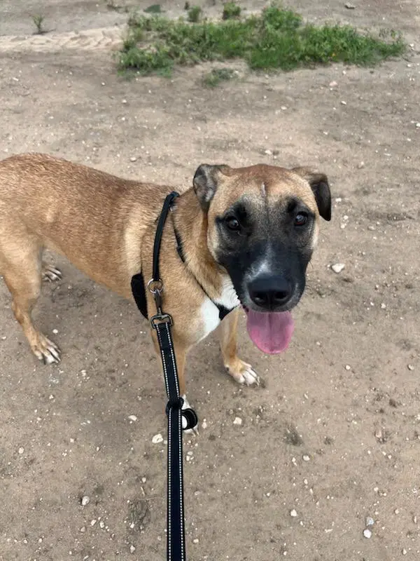 Ocean - Black Mouth Cur