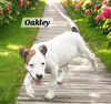 Oakley