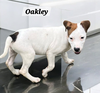 Oakley