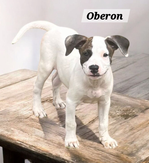 Oberon