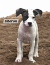 Oberon