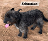 Sebastian
