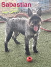 Sebastian