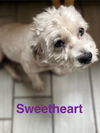 Sweetheart