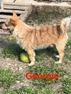 Georgie