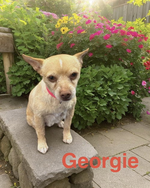Georgie