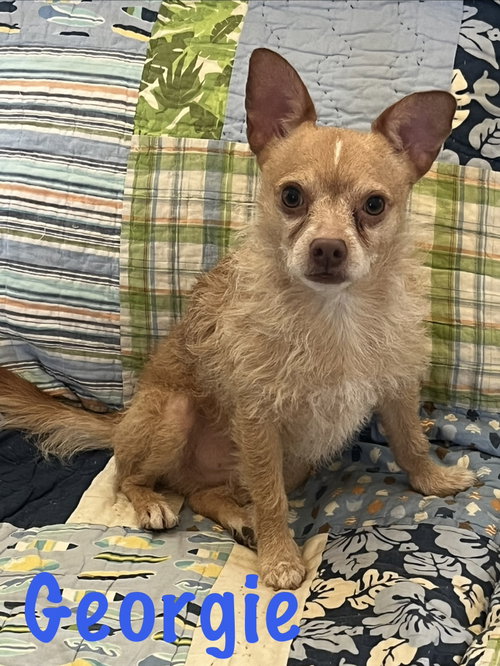picture of the dog needing adoption