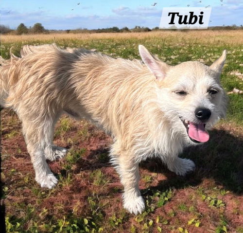 Tubi