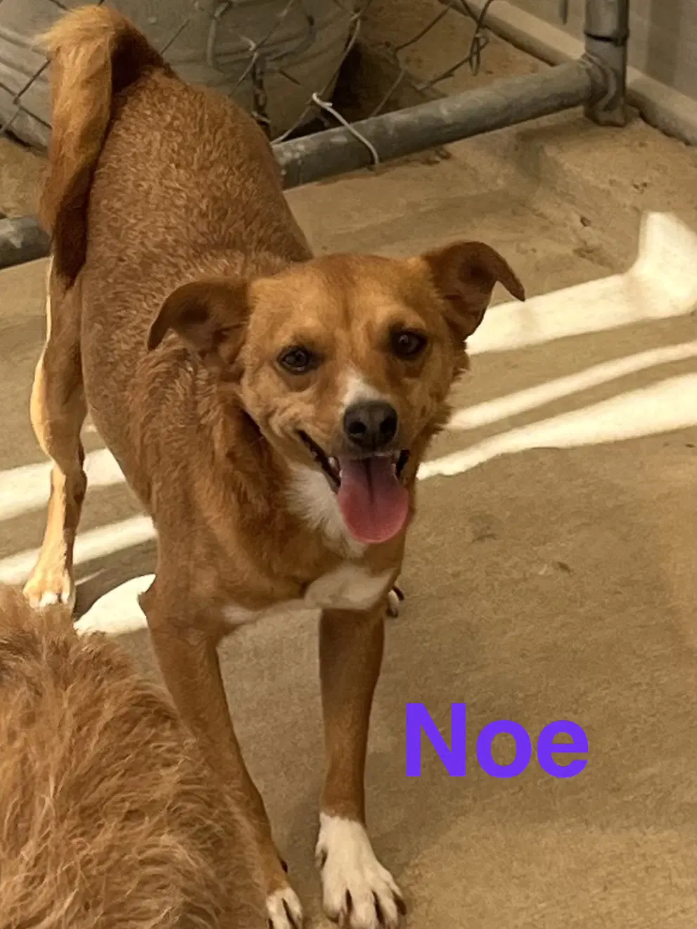 Noe - Terrier