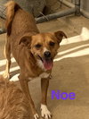 Noe