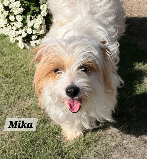 Mika