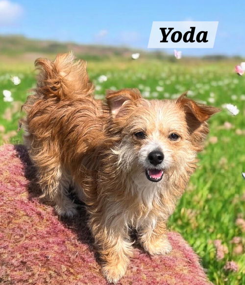 Yoda