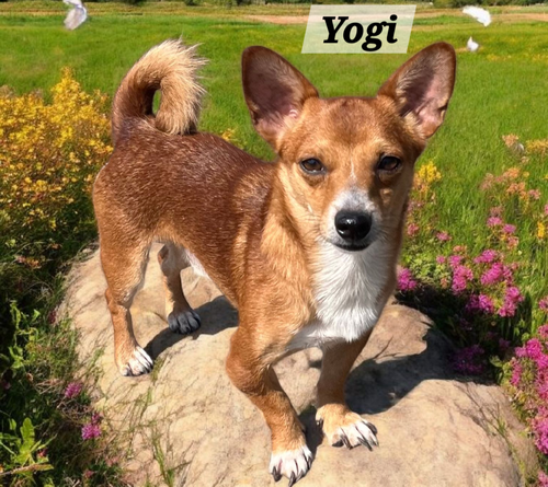Yogie