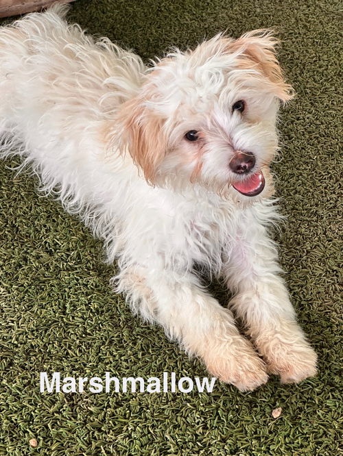 Marshmallow