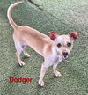 Dodger