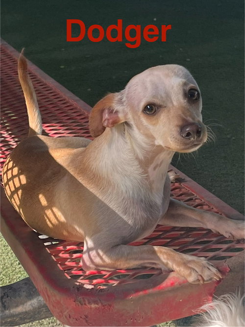 Dodger