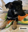 Rowan