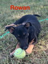 Rowan