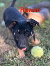 Rowan