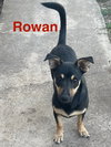 Rowan